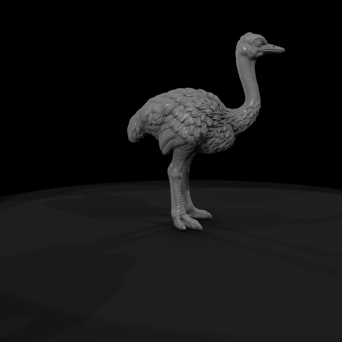 ant-084-ostrich-adolescent