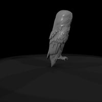 20260612-perched-barn-owl-adef489787 — thumbnail 7