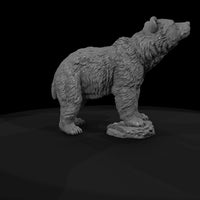 ant-021-grizzly-bear-adolescent — thumbnail 7