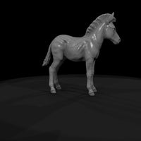 ant-030-plains-zebra-adolescent — thumbnail 7