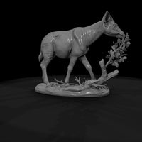 ant-251-okapi-female — thumbnail 7