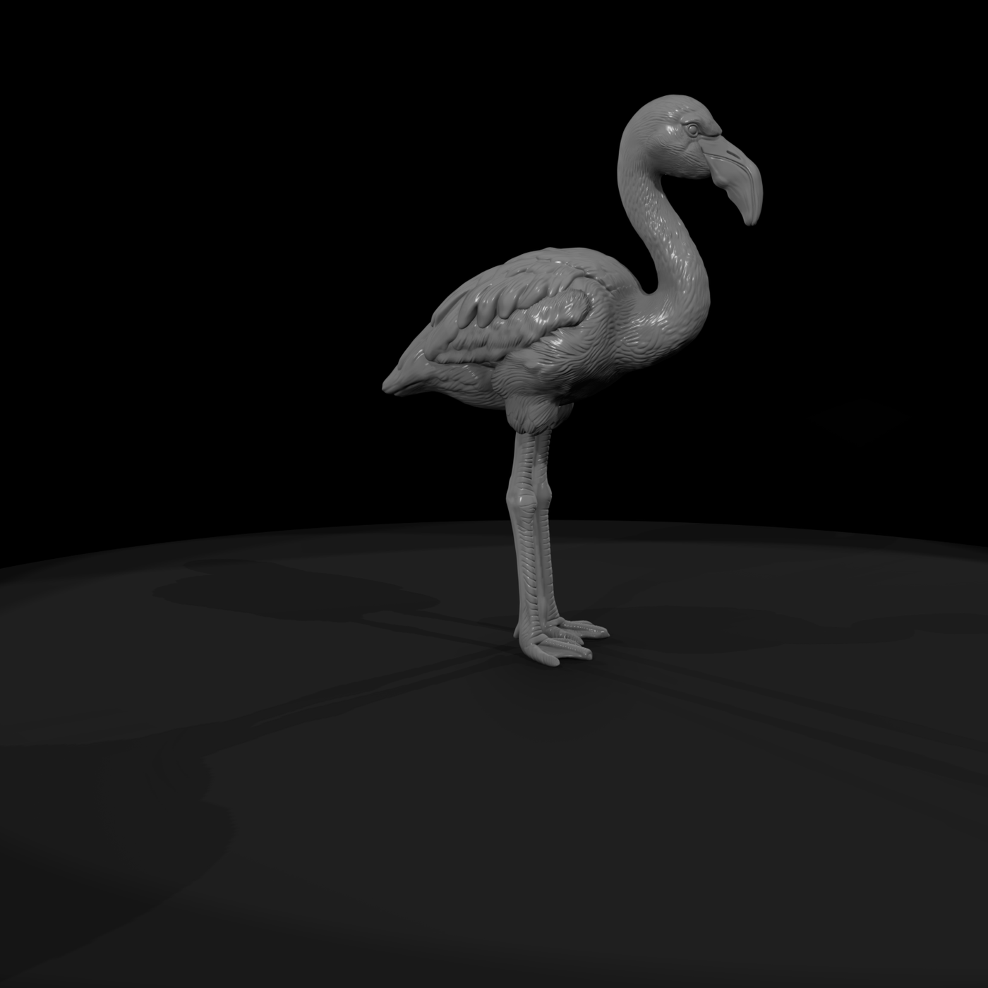 Greater Flamingo Wading Bird