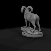 ww-0317-animal-desert-bighorn-ram — thumbnail 7