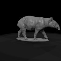 ant-254-malayan-tapir-female — thumbnail 7