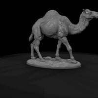 ant-215-dromedary-camel-female — thumbnail 7