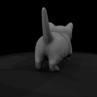 a-collection-of-housecats-munchkin-e876df2e-meshre — thumbnail 7