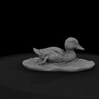 ant-096-mandarin-duck-adolescent — thumbnail 7