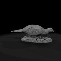 ant-098-ring-necked-pheasant-female — thumbnail 7