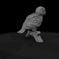 ant-135-eclectus-parrot-adolescent — thumbnail 7