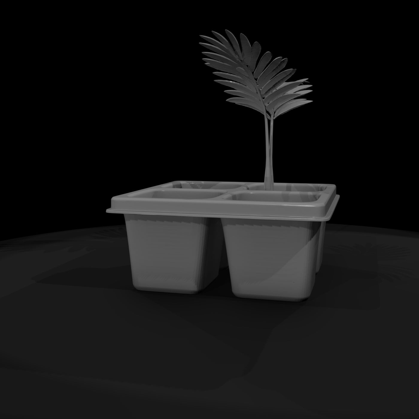 minimalist-seedling-tray-with-palm-saplings-329217