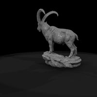 ant-277-alpine-ibex-male — thumbnail 7