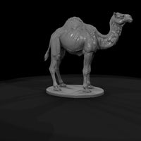 ant-214-dromedary-camel-male — thumbnail 7