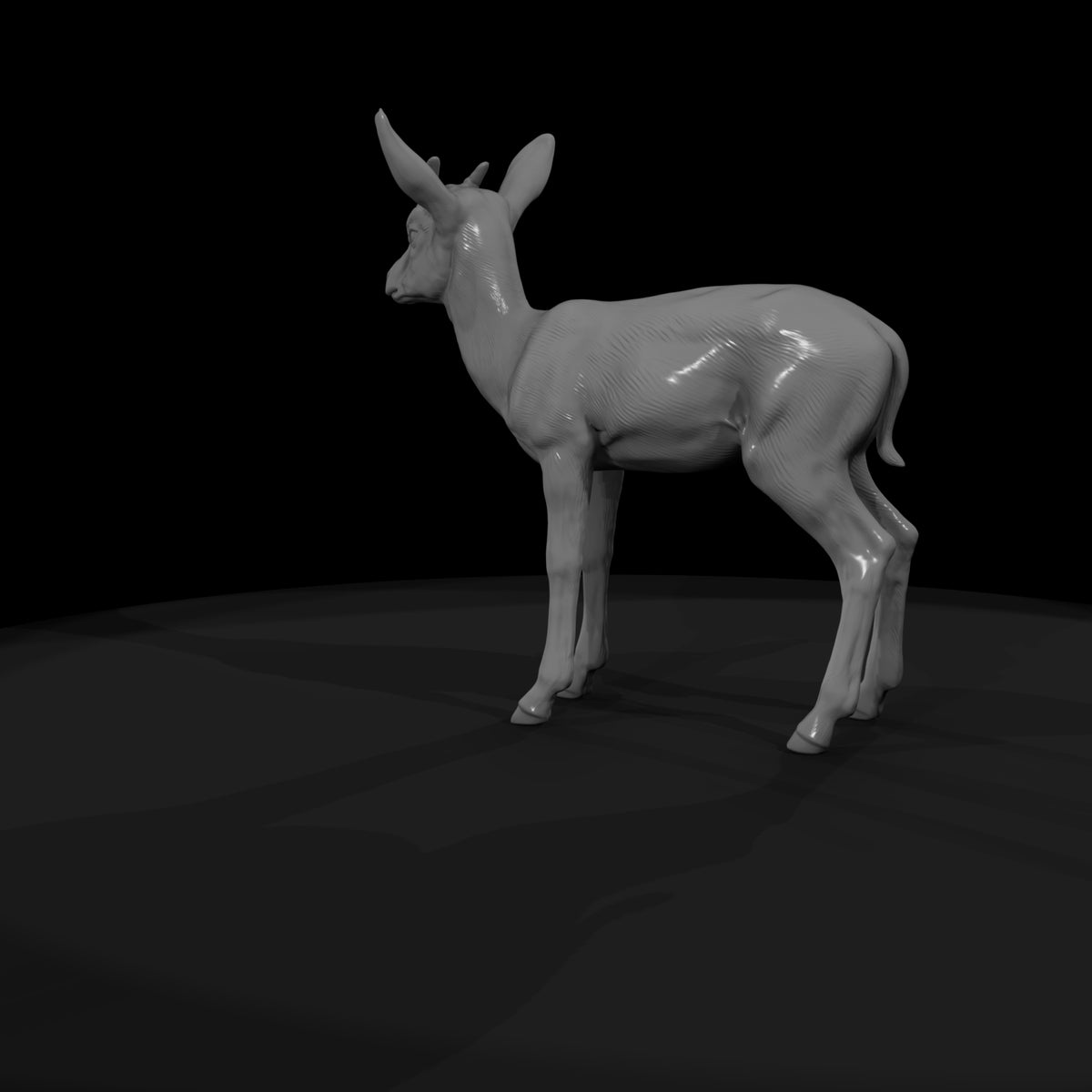 ant-240-springbok-adolescent