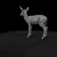 ant-240-springbok-adolescent — thumbnail 7