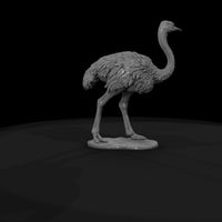ant-083-ostrich-female — thumbnail 7