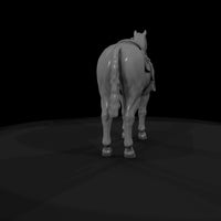 rodeo-horse — thumbnail 9