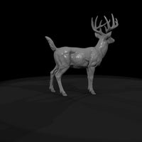 ant-070-white-tailed-deer-male — thumbnail 7