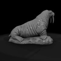 ant-142-walrus-male — thumbnail 7