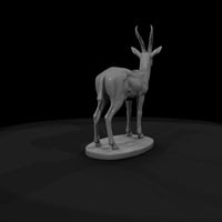 ant-235-thomson-s-gazelle-male — thumbnail 7