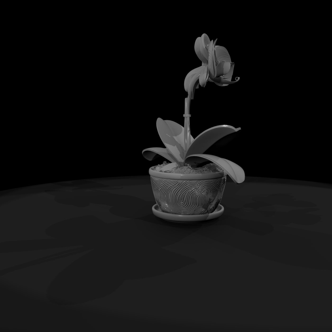 stylized-potted-moth-orchid-miniature-585965