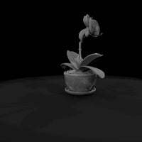 stylized-potted-moth-orchid-miniature-585965 — thumbnail 8