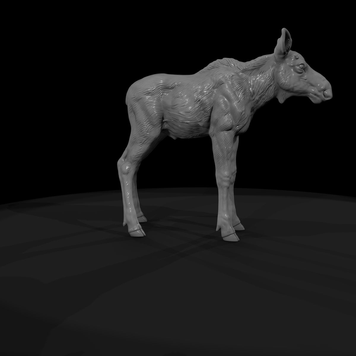 ant-048-moose-adolescent