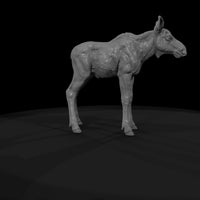 ant-048-moose-adolescent — thumbnail 7