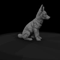 ant-171-coyote-adolescent — thumbnail 7
