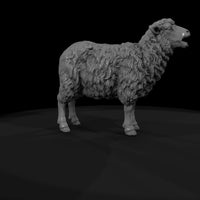 ww-0304-animal-ewe — thumbnail 7