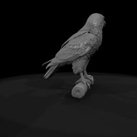 ww-0343-animal-red-tailed-hawk — thumbnail 7