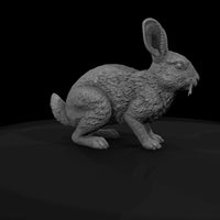 ww-0323-animal-desert-cottontail — thumbnail 7