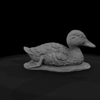 ant-090-mallard-adolescent — thumbnail 7