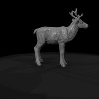 ant-063-caribou-adolescent — thumbnail 7