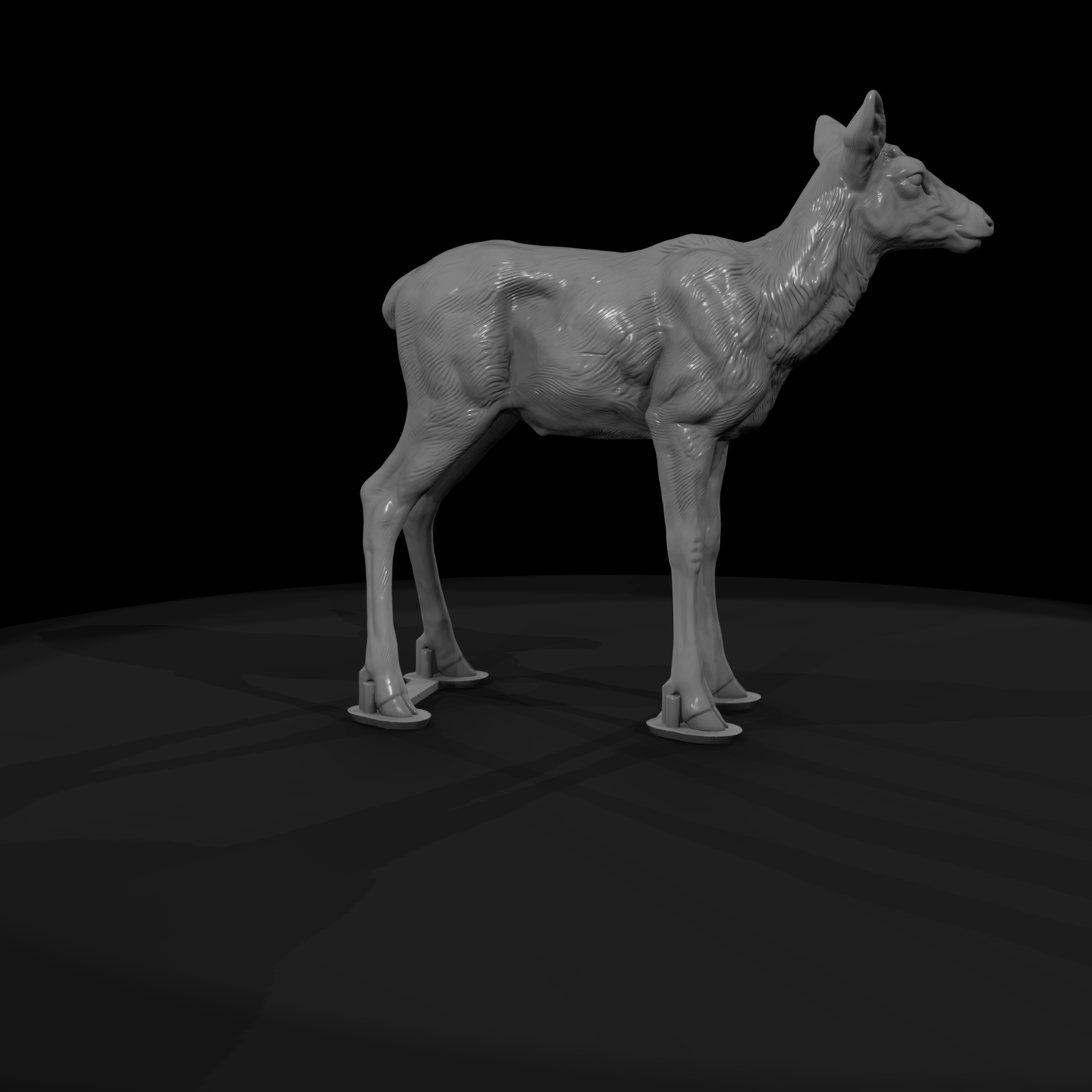 Young Elk Calf Standing