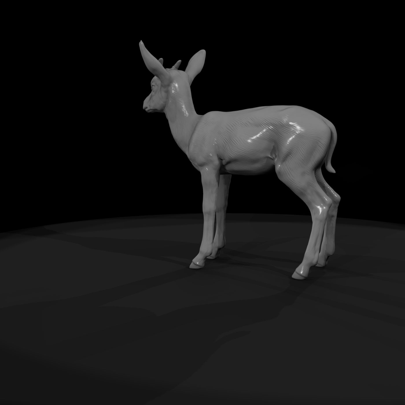 Springbok Antelope Juvenile