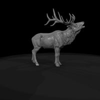 ww-0331-animal-elk — thumbnail 7