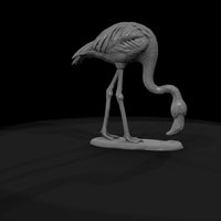 ant-128-greater-flamingo-female — thumbnail 7