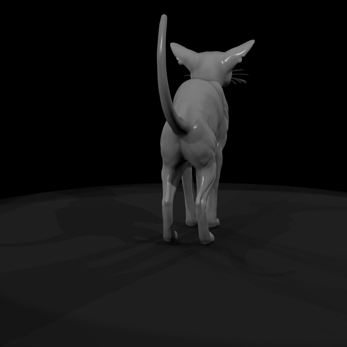 a-collection-of-housecats-oriental-5d71ca8c-meshre