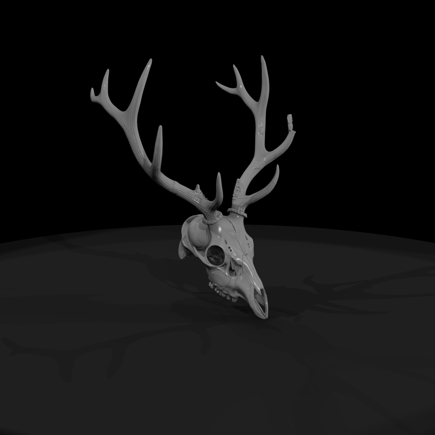 Antlered Cervid Cranium