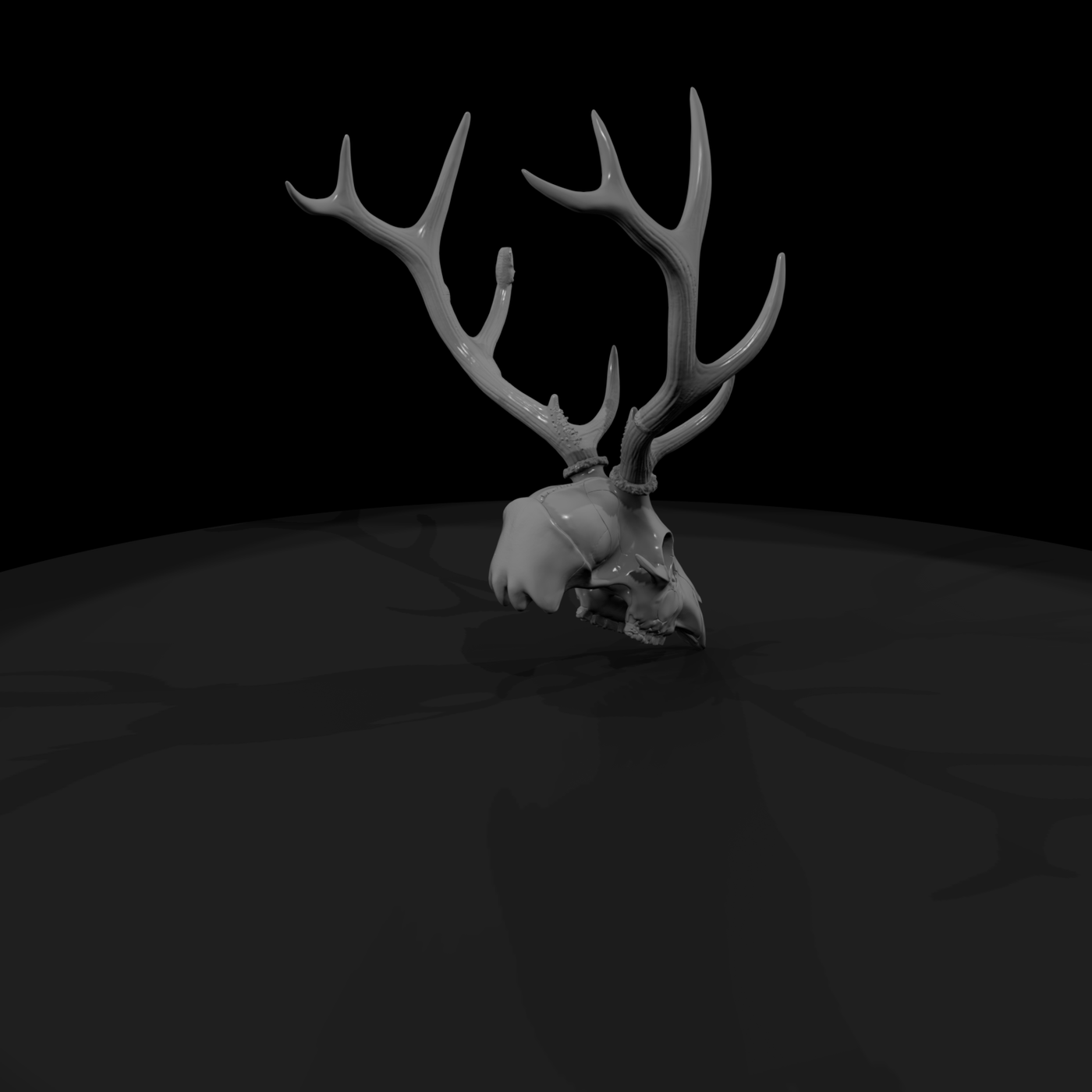 Antlered Cervid Cranium