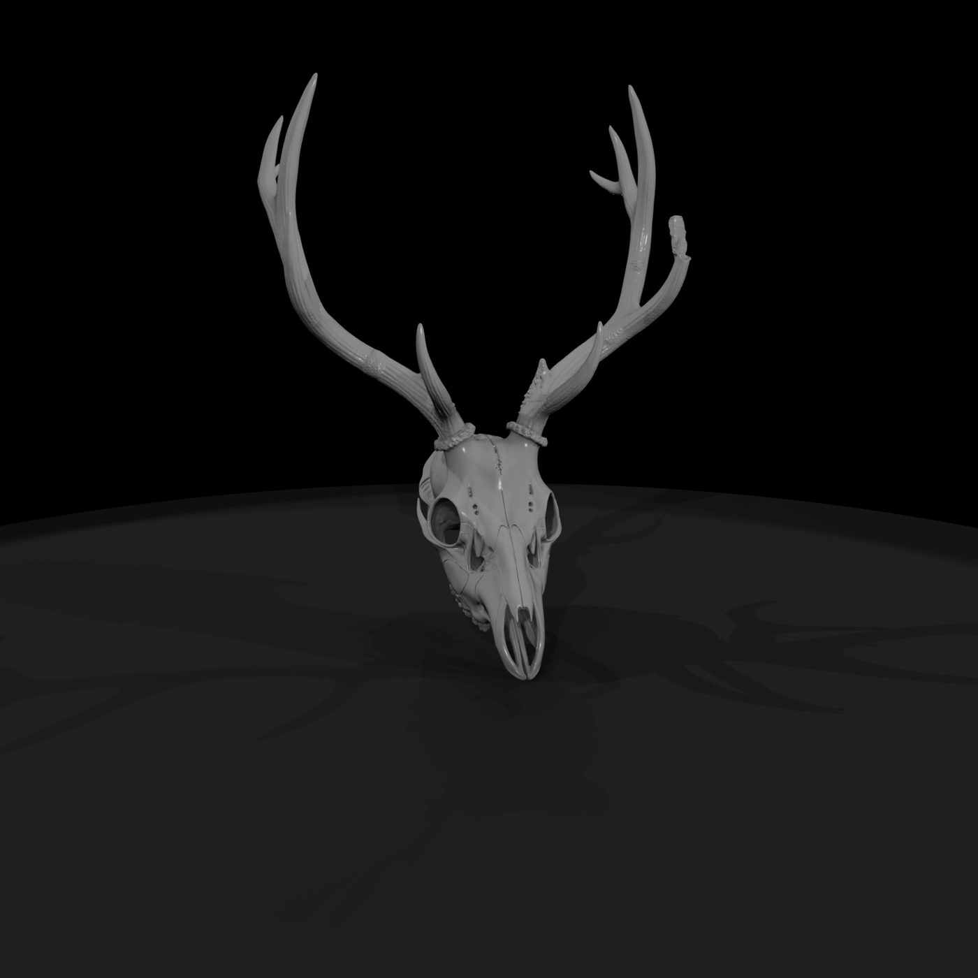 Antlered Cervid Cranium