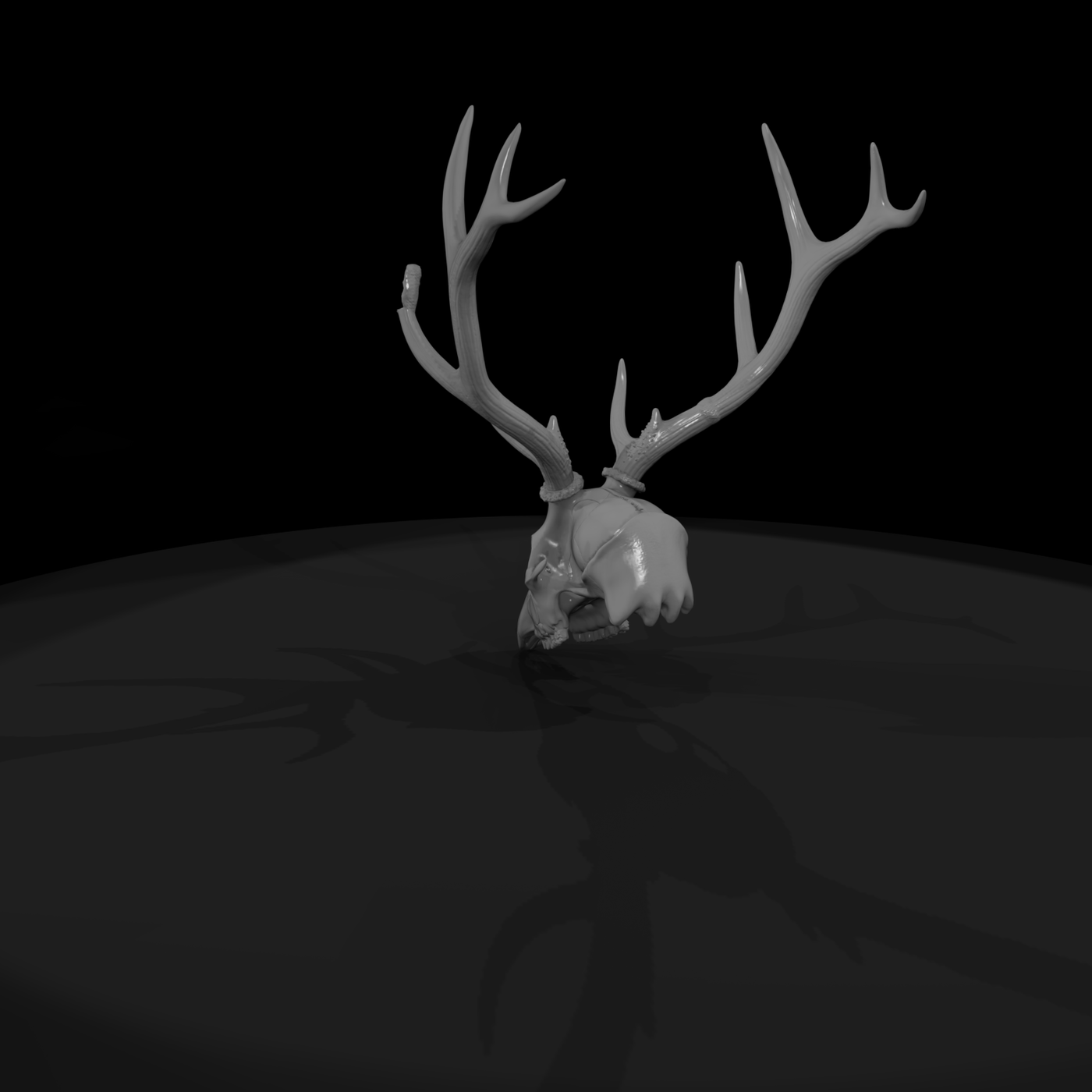 Antlered Cervid Cranium