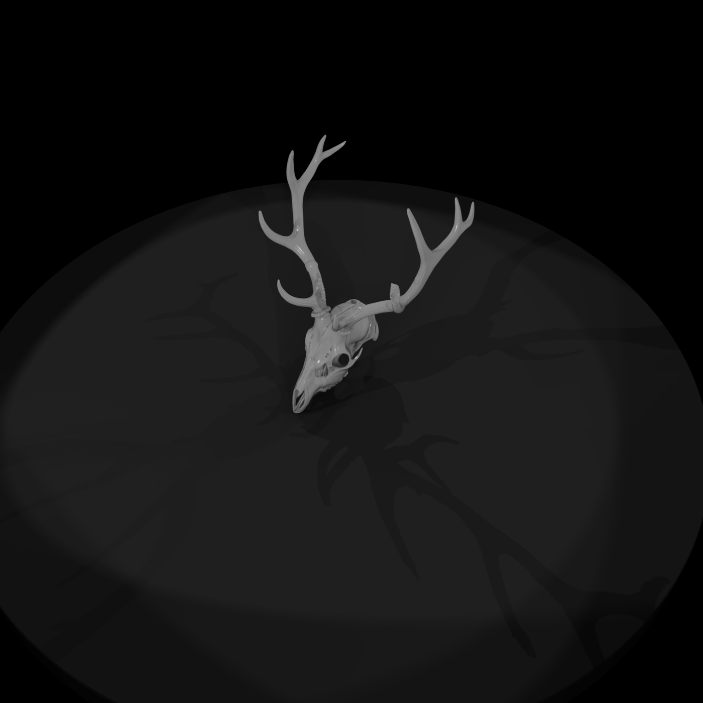 Antlered Cervid Cranium