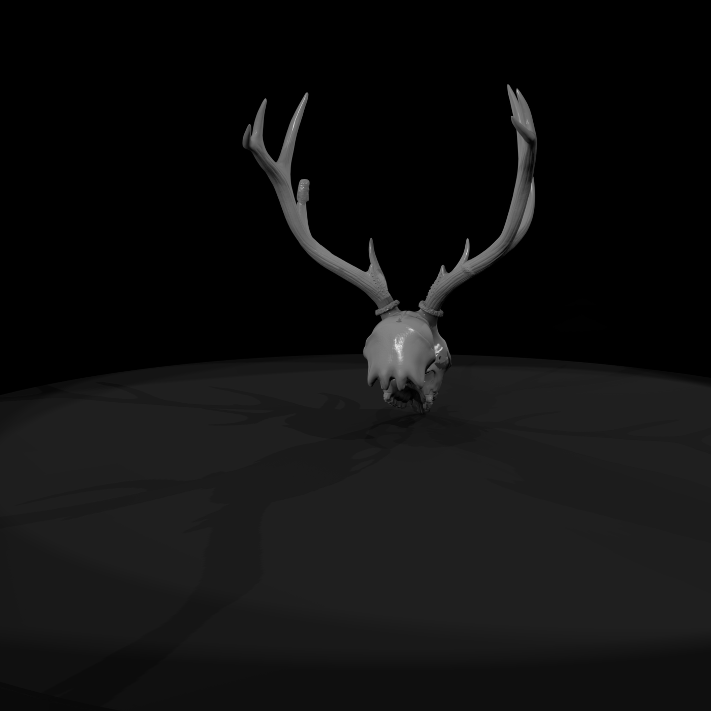 Antlered Cervid Cranium