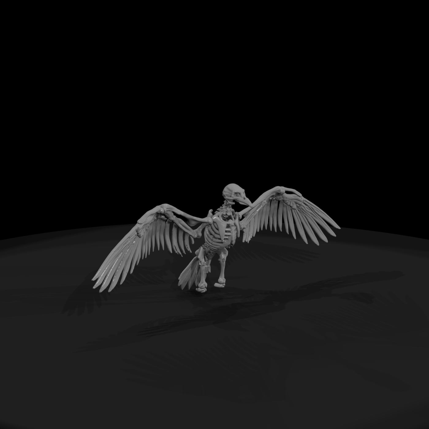 Spread-Wing Avian Skeleton