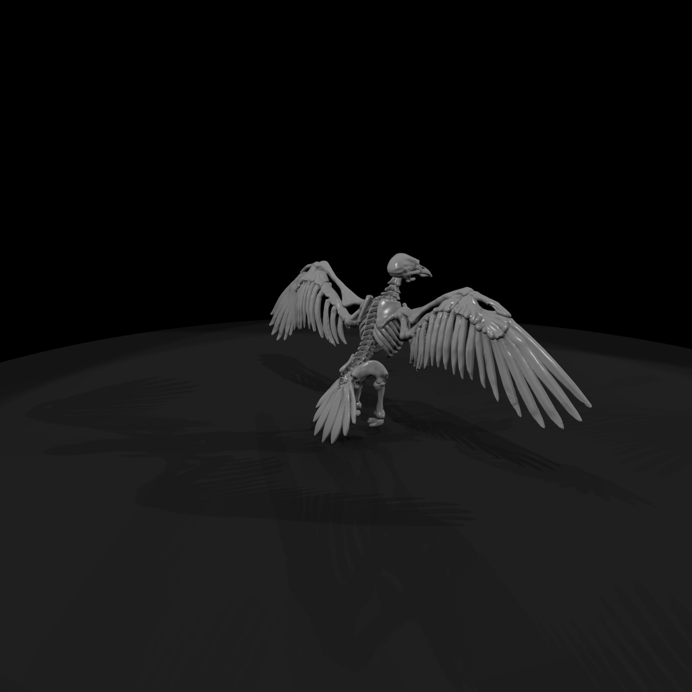 Spread-Wing Avian Skeleton