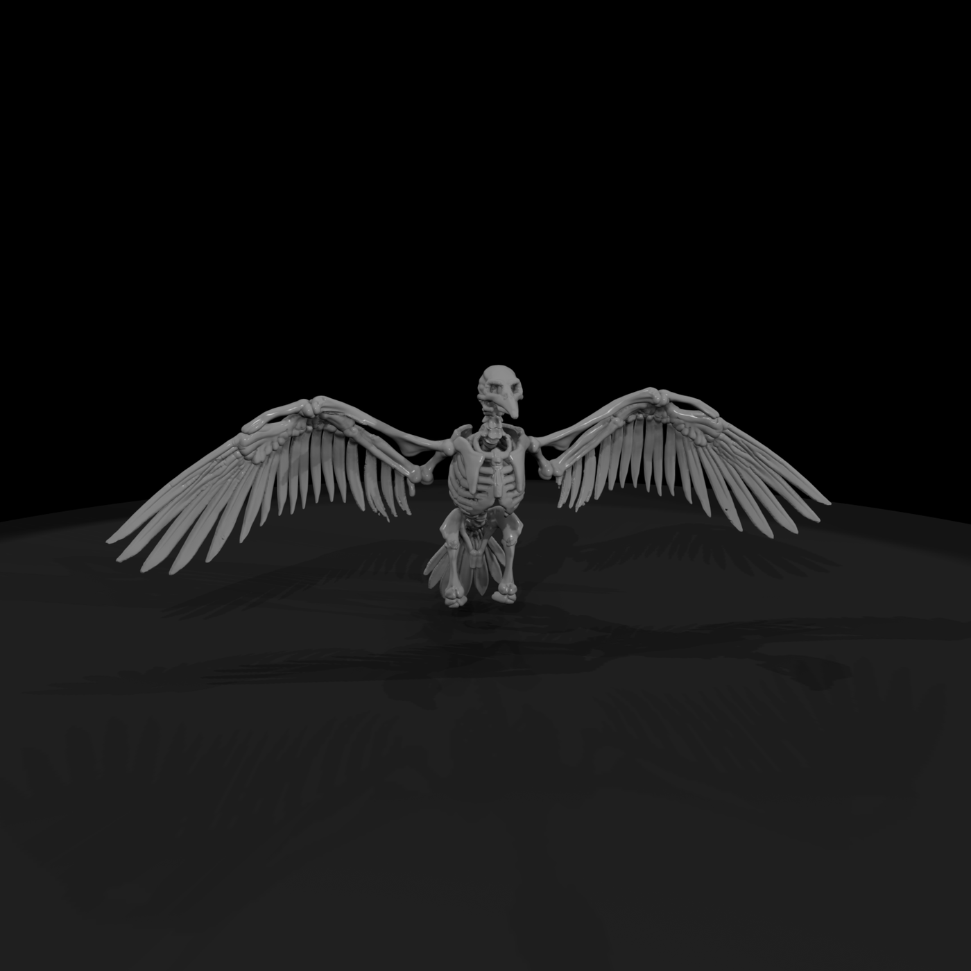 Spread-Wing Avian Skeleton