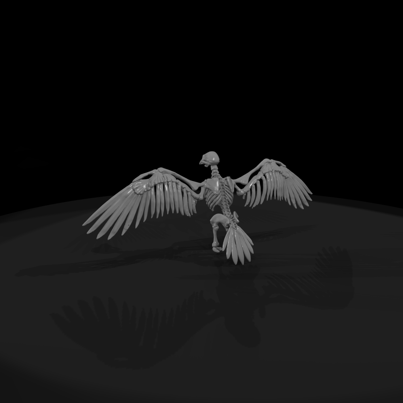Spread-Wing Avian Skeleton