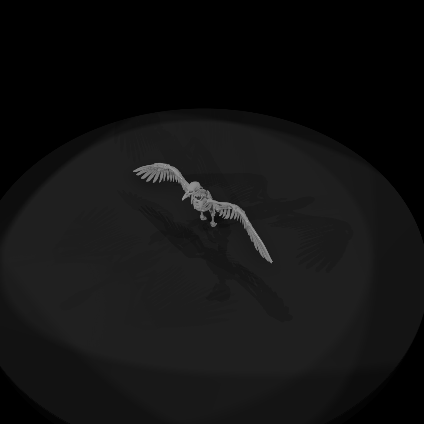 Spread-Wing Avian Skeleton