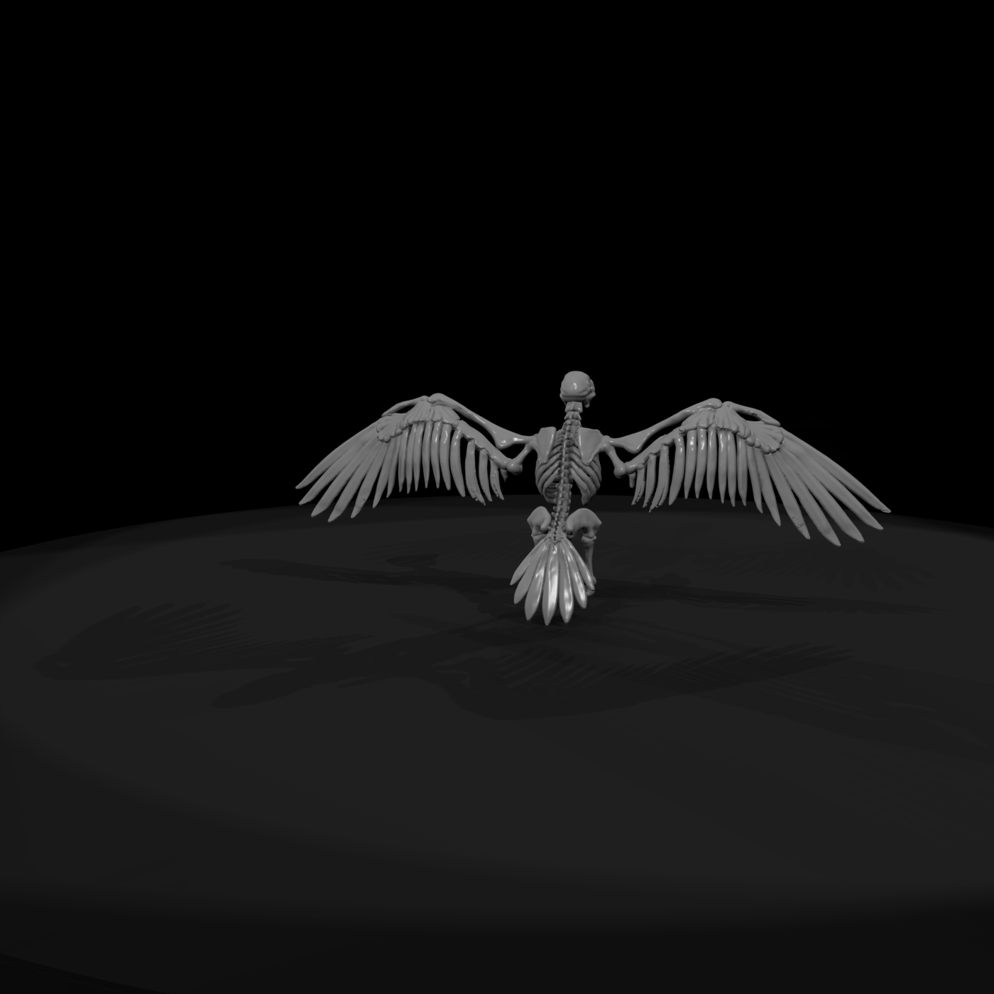 Spread-Wing Avian Skeleton